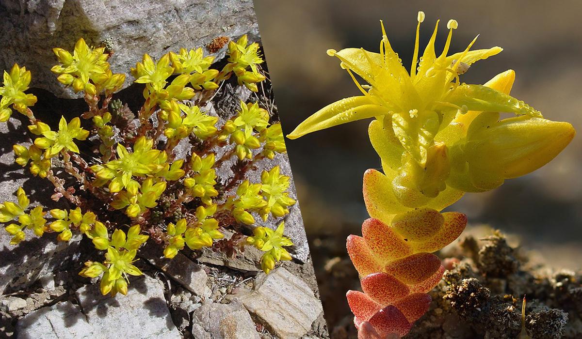 Квітнутимуть усе літо: ТОП-10 найкращих декоративних рослин для 'лінивого' догляду