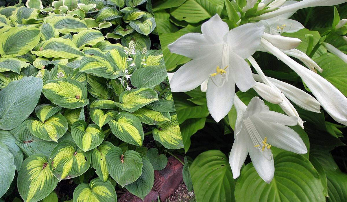 Квітнутимуть усе літо: ТОП-10 найкращих декоративних рослин для 'лінивого' догляду