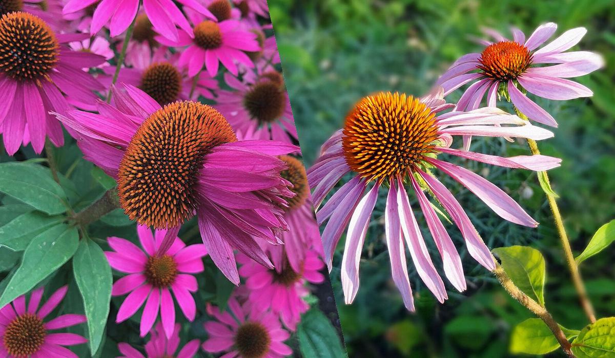 Квітнутимуть усе літо: ТОП-10 найкращих декоративних рослин для 'лінивого' догляду