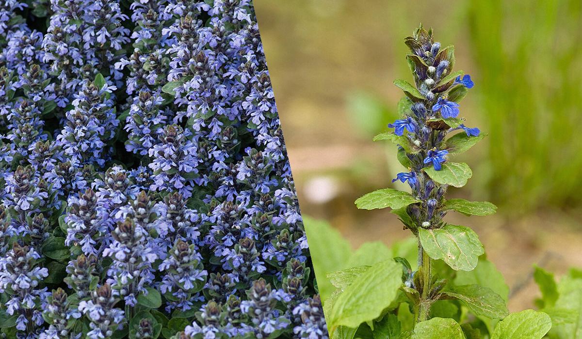 Квітнутимуть усе літо: ТОП-10 найкращих декоративних рослин для 'лінивого' догляду