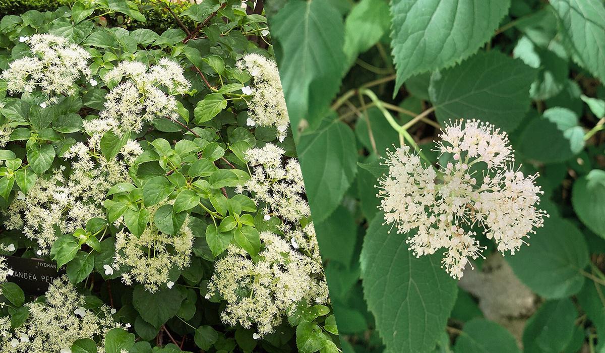 Квітнутимуть усе літо: ТОП-10 найкращих декоративних рослин для 'лінивого' догляду