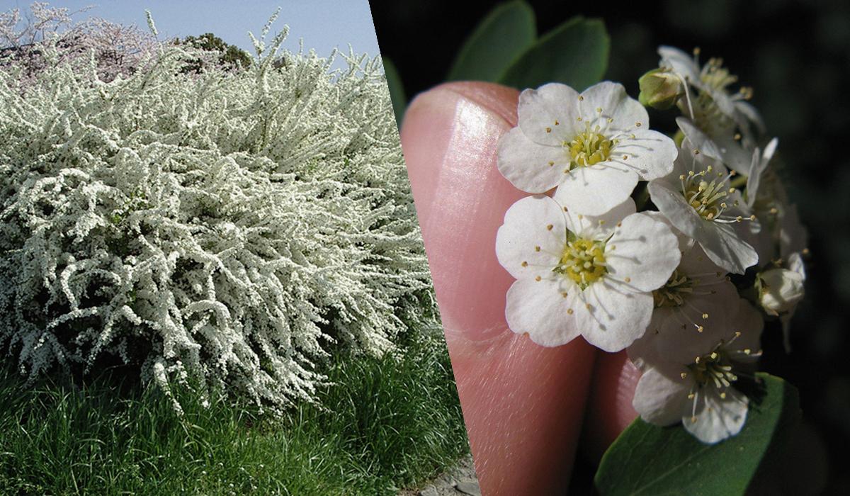 Квітнутимуть усе літо: ТОП-10 найкращих декоративних рослин для 'лінивого' догляду