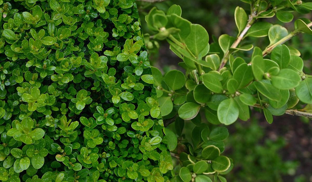 Квітнутимуть усе літо: ТОП-10 найкращих декоративних рослин для 'лінивого' догляду