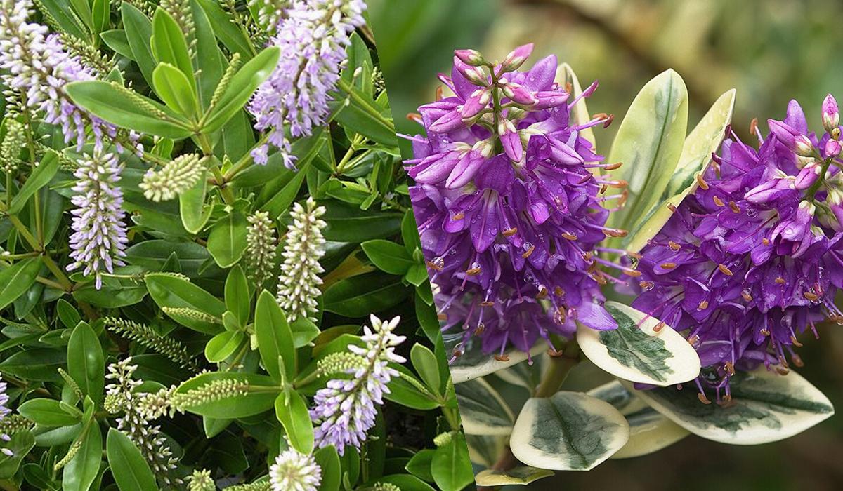 Квітнутимуть усе літо: ТОП-10 найкращих декоративних рослин для 'лінивого' догляду