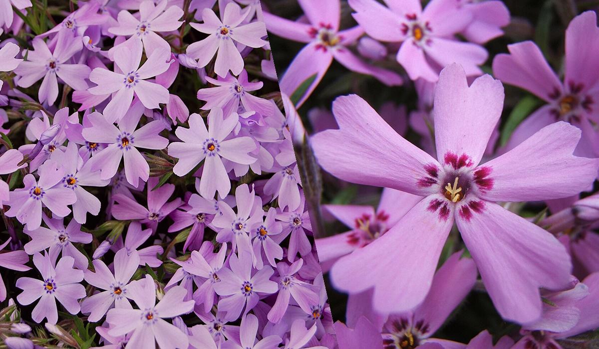 Квітнутимуть усе літо: ТОП-10 найкращих декоративних рослин для 'лінивого' догляду