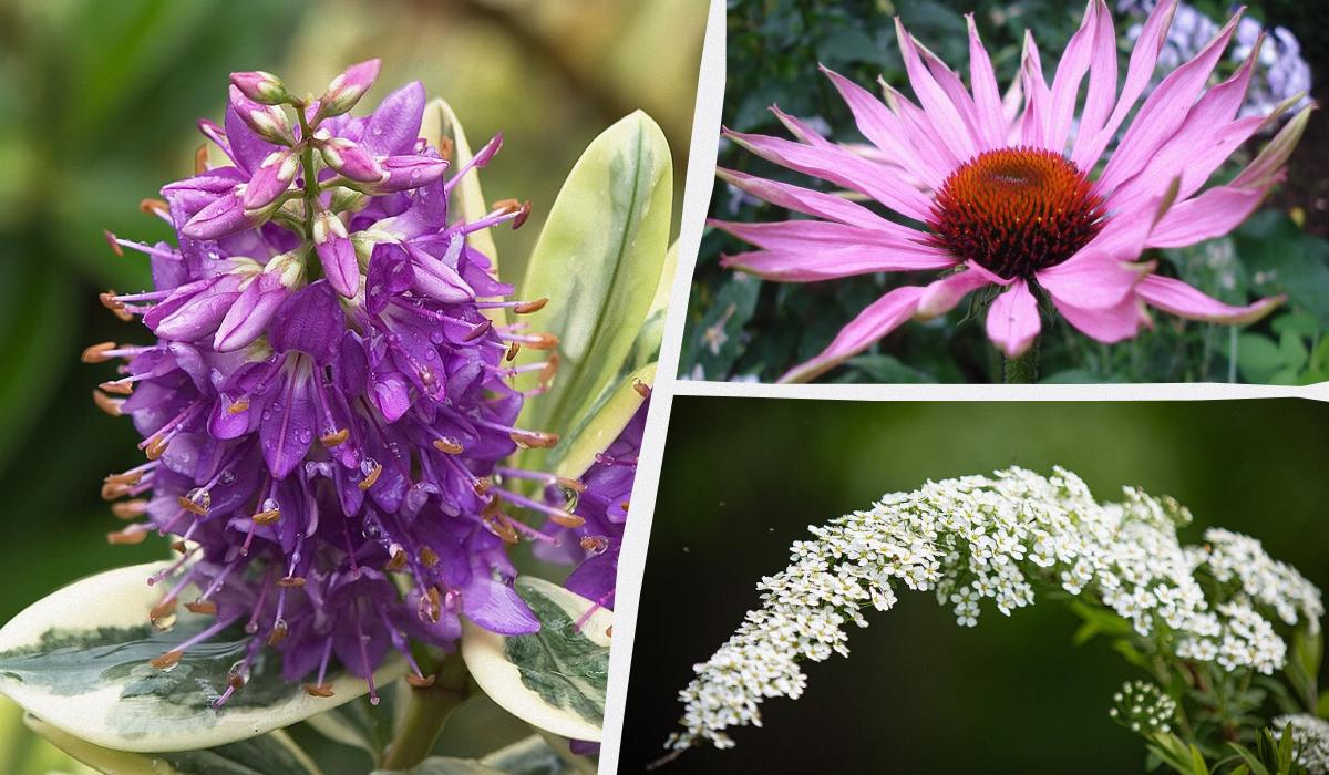 які декоративні чагарники можна садити в тіні