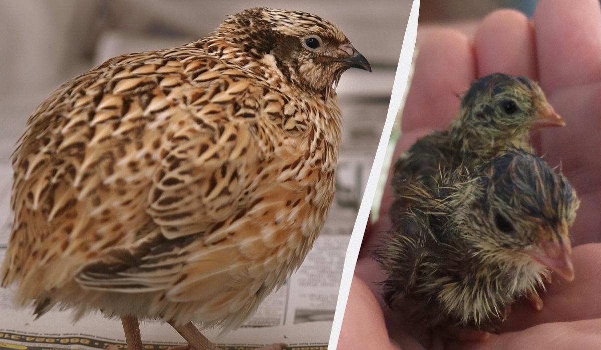 Хорошие родители стареют быстрее: исследование на животных выявило интересную закономерность Хорошие родители стареют быстрее: исследование на животных выявило интересную закономерность