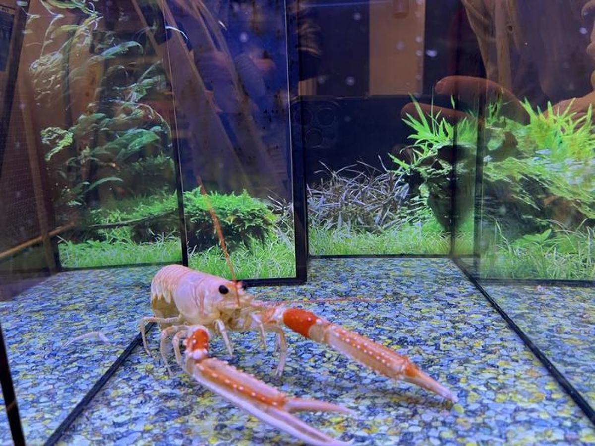 Ученые призвали запретить варить заживо омаров: какая причина Ученые призвали запретить варить заживо омаров: какая причина