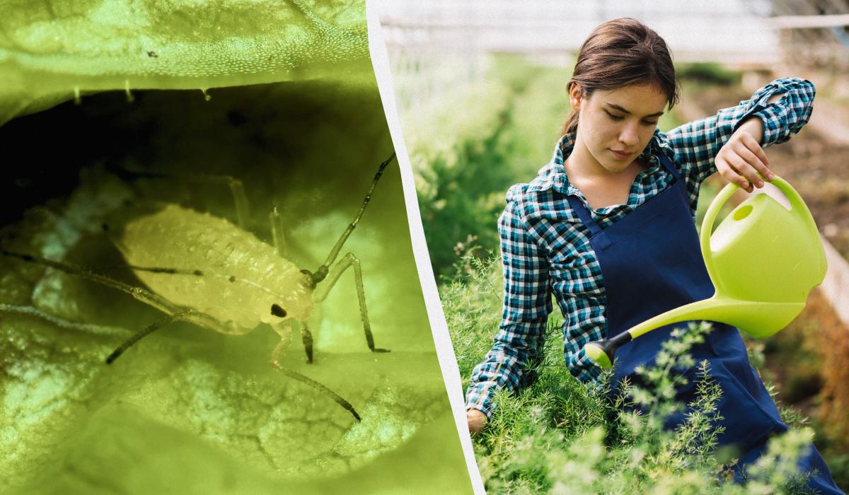 як позбутися попелиці