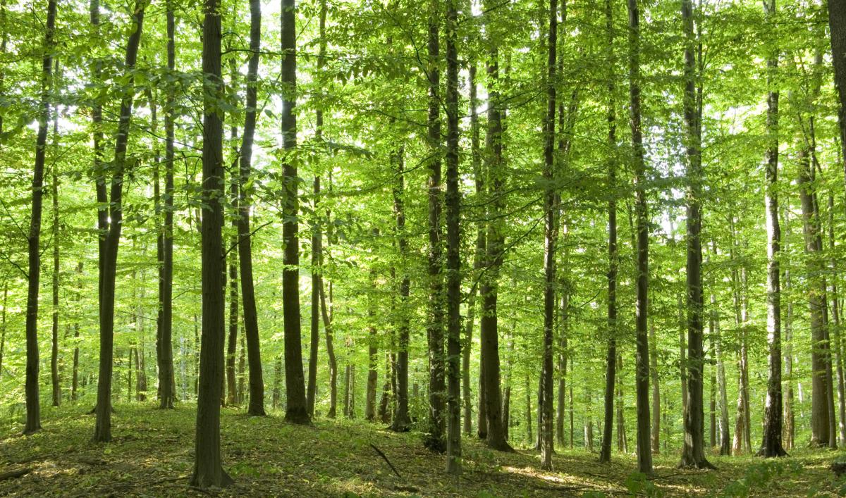 Як 'вичавити' максимум з камери Samsung: 4 налаштування, які багато хто ігнорує