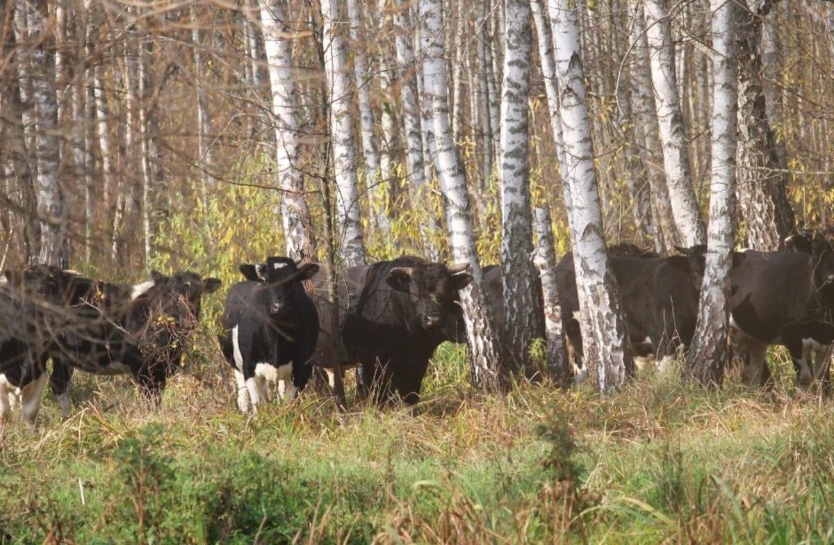 Откуда в районе Чернобыля взялось стадо одичавших коров: исследователи дали ответ Откуда в районе Чернобыля взялось стадо одичавших коров: исследователи дали ответ