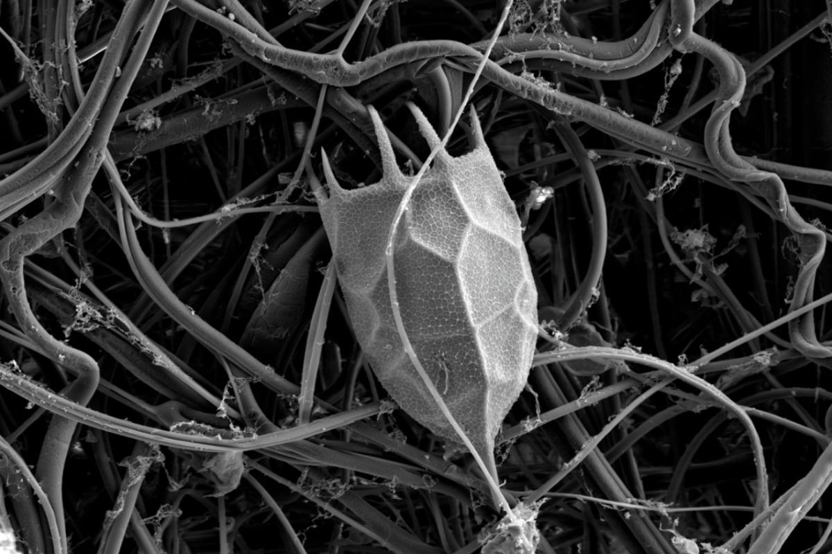 Вчені оживили 24 000-річну тварину, заморожену в Сибіру: істота вже почала розмножуватись Вчені оживили 24 000-річну тварину, заморожену в Сибіру: істота вже почала розмножуватись