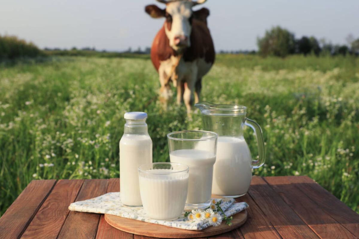 Україну очікує масове закриття молочних ферм: експертка оцінила масштаби кризи