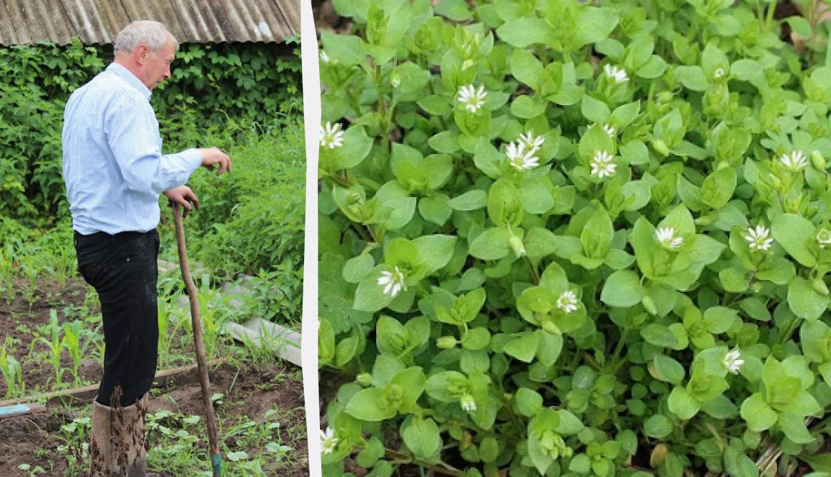 как избавиться от мокрицы в огороде как избавиться от мокрицы в огороде