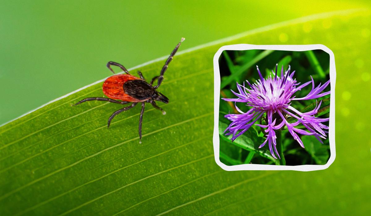 что посадить от клещей
