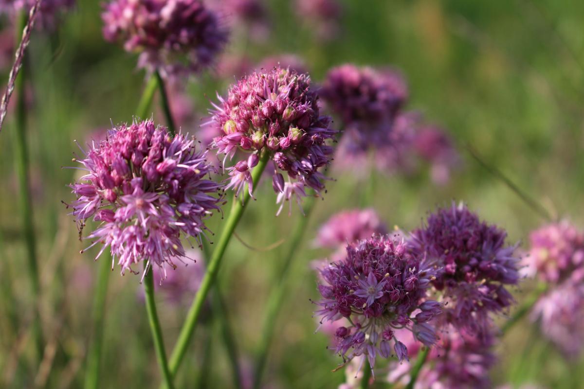 что посадить от клещей