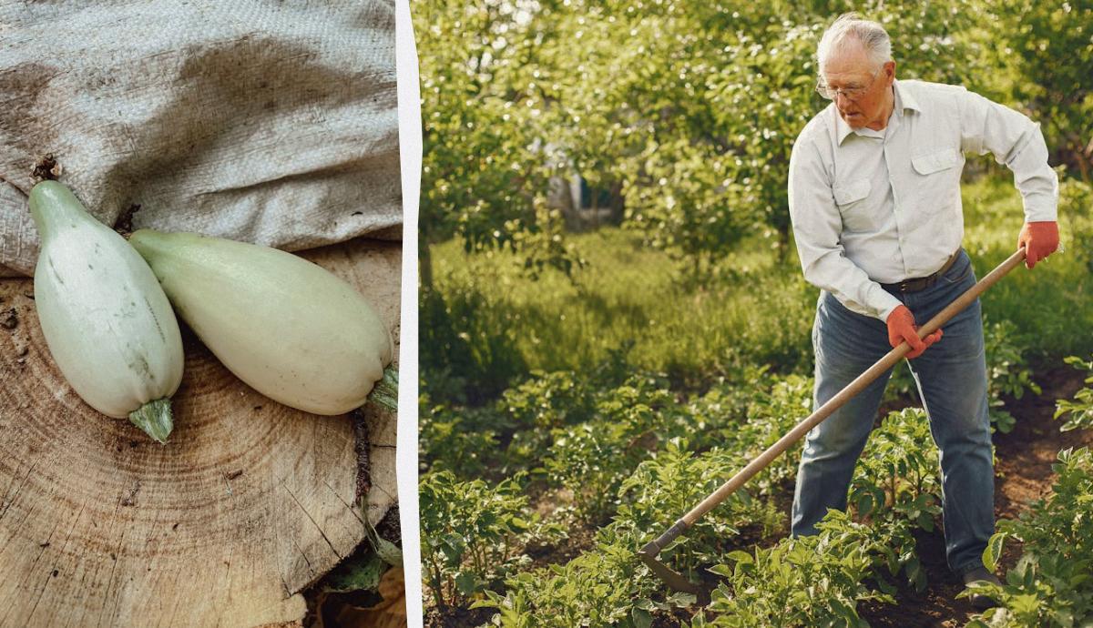 що посадити поруч із кабачками