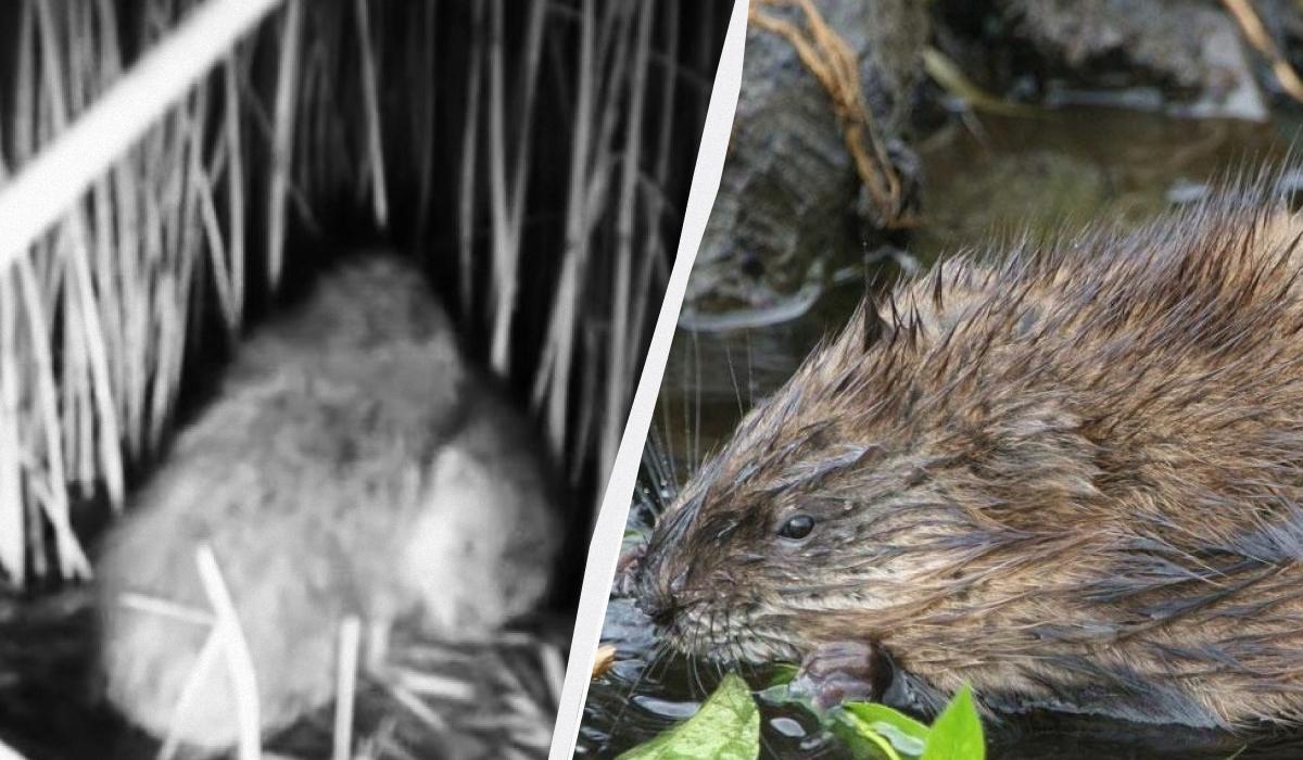 В Одесской области заметили ондатр во время брачного сезона: опубликованы редкие кадры