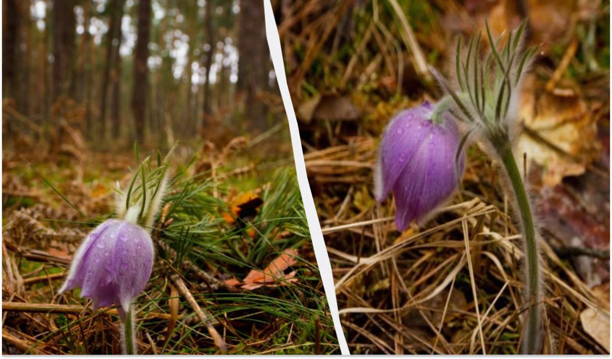 В районе ЧАЭС заметили редкое растение: по легенде, в нём пряталась нечистая сила (фото)