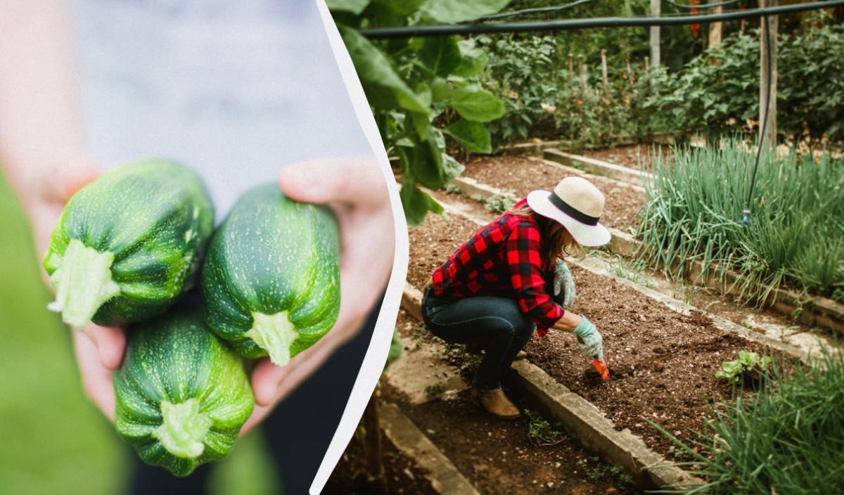 чи можна садити огірки поруч із кабачками