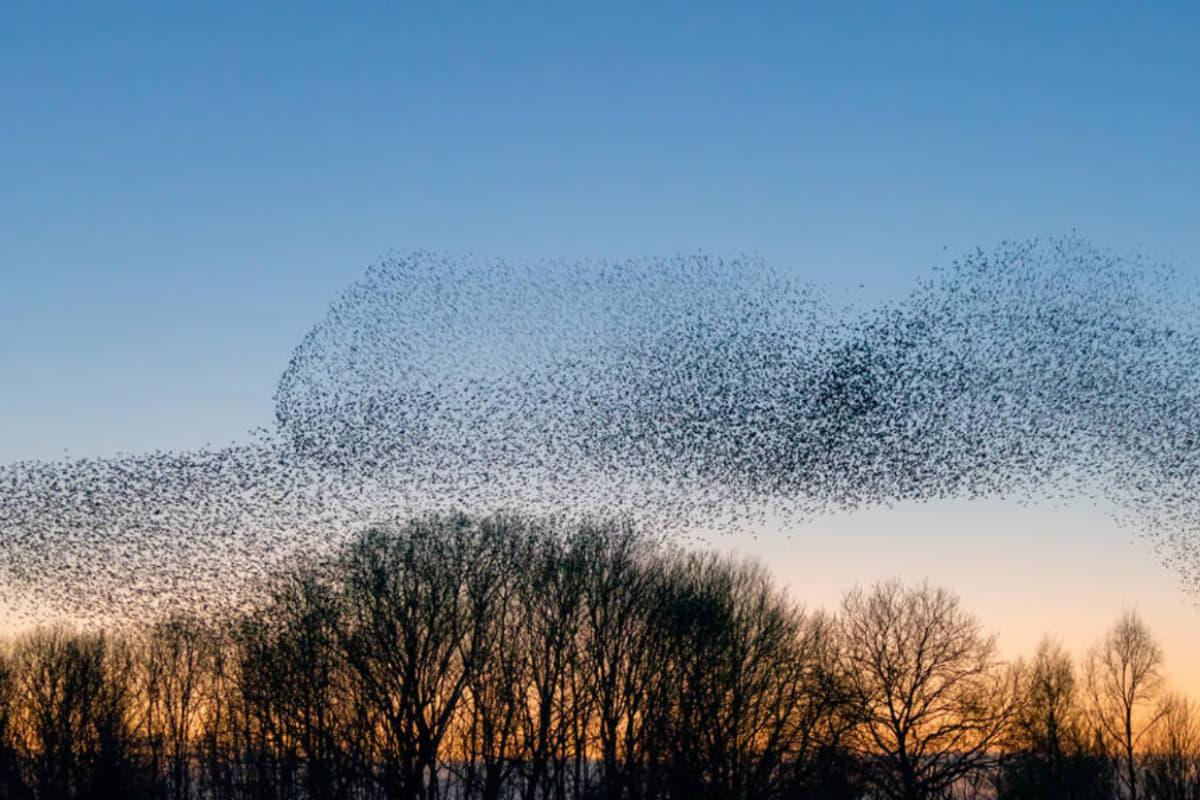 Під цвинтарем Нью-Йорка знайшли 5,6 мільйона живих істот: вчені приголомшені