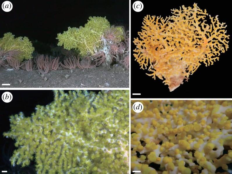 Вчені виявили у у глибині Тихого океану істоту, яку раніше ніхто не бачив