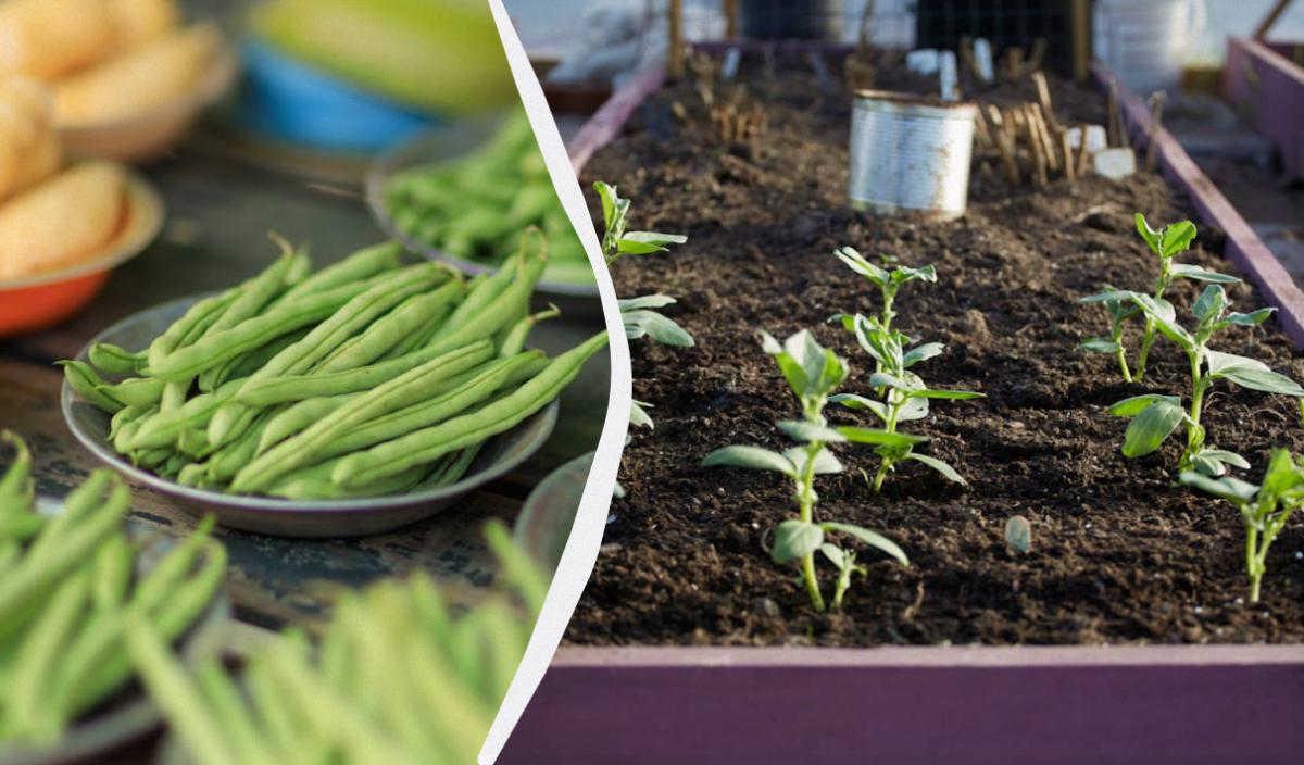 можно ли сажать огурцы рядом с фасолью