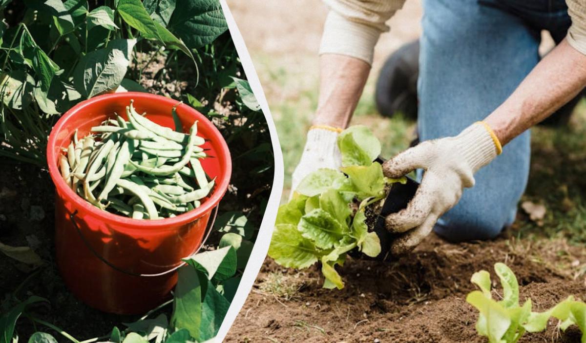 що не можна садити поруч із квасолею
