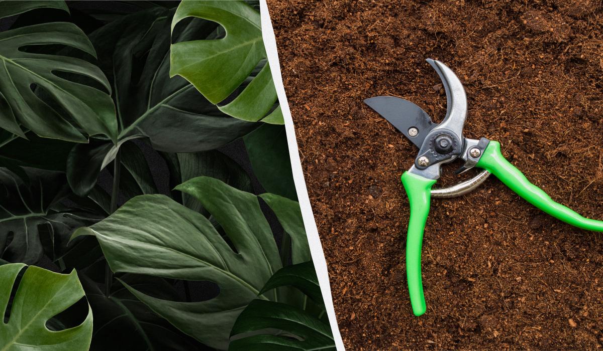 Монстеру може "вбити" власна вага: як правильно її обрізати та розмножувати