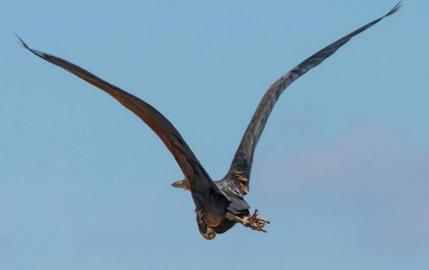 В природном парке заметили настоящего аса маскировки (фото)