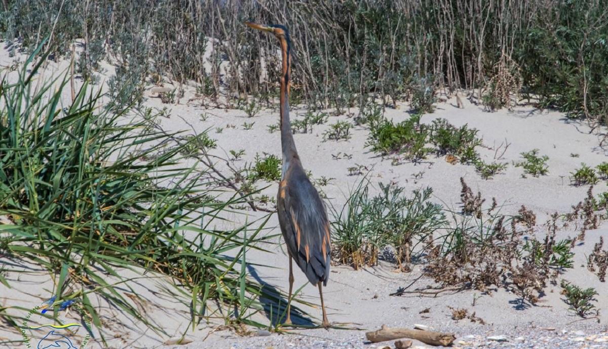 В природном парке заметили настоящего аса маскировки (фото)