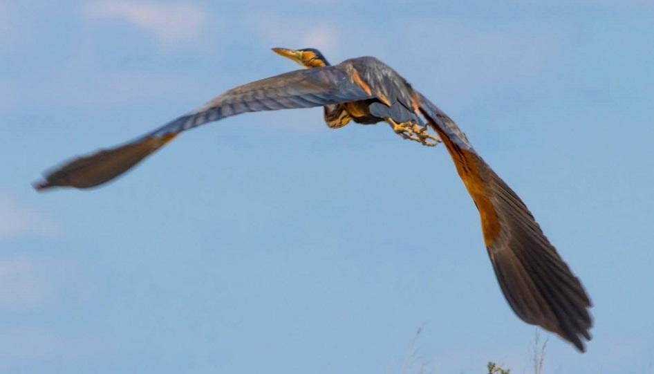 В природном парке заметили настоящего аса маскировки (фото)