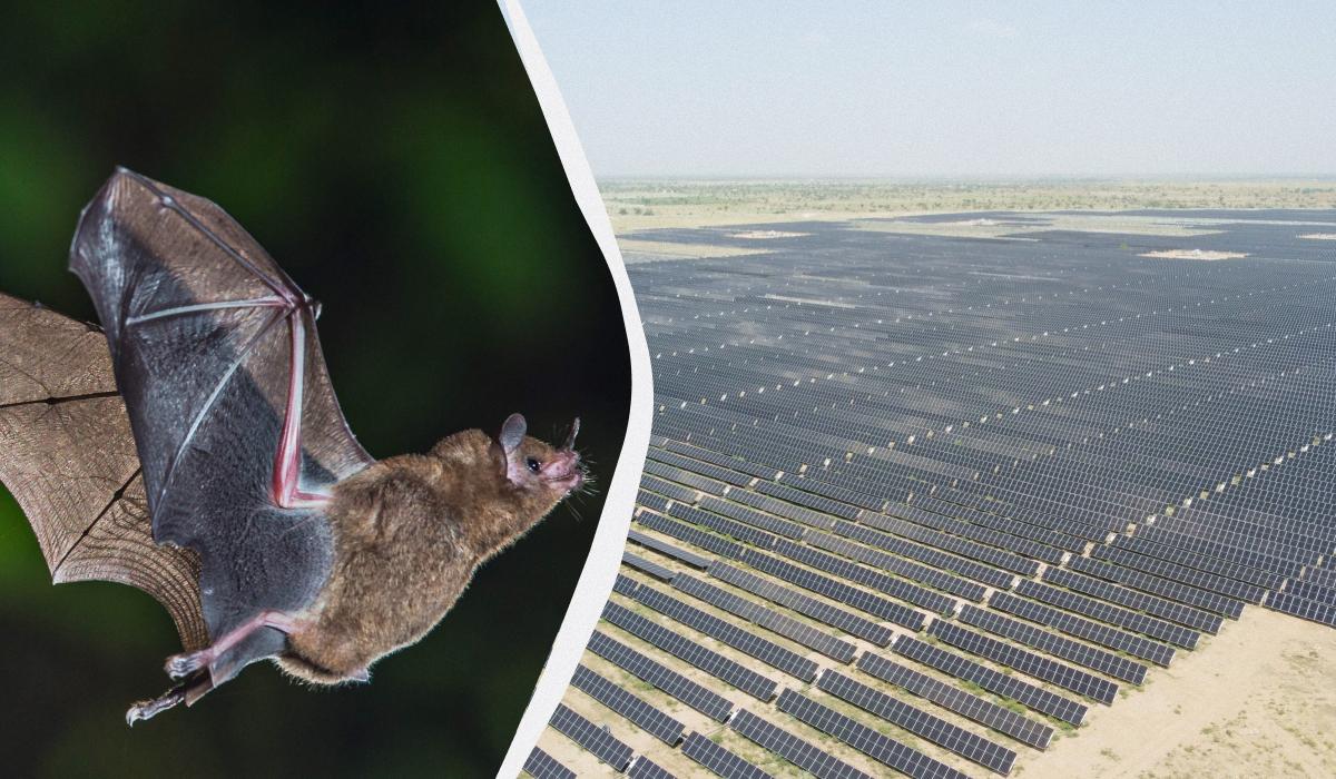 Кажани почали плутати сонячні панелі з водою, і це змінює їхню поведінку