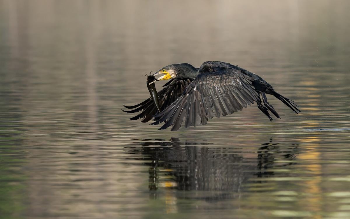 'Чорна смерть': чому люди вважають, що цей птах прилетів 'з пекла'