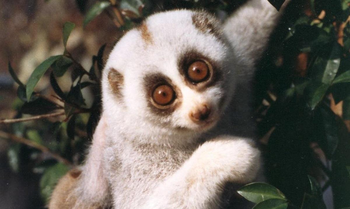 В Бангладеше спасли одного из самых редких приматов в мире: что о нем известно