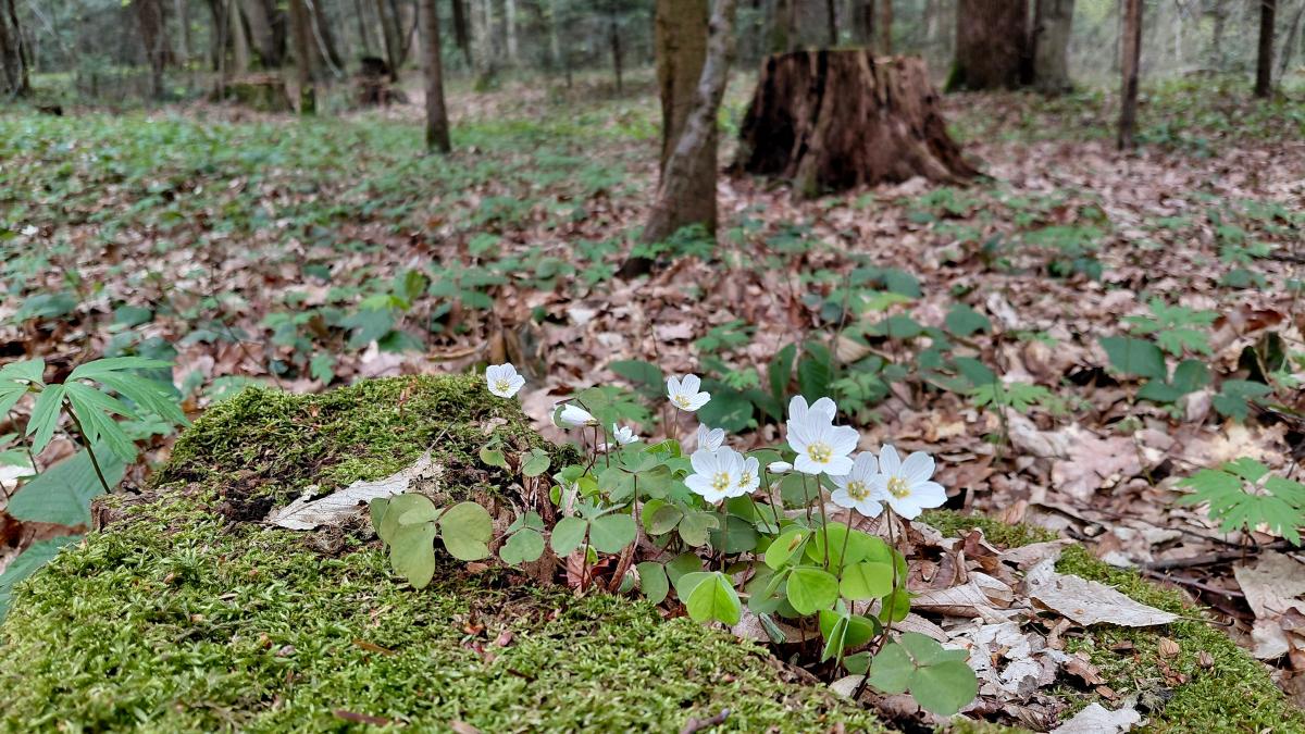 Доброгостов: расслабляющий поход к живописному озеру из Трускавца