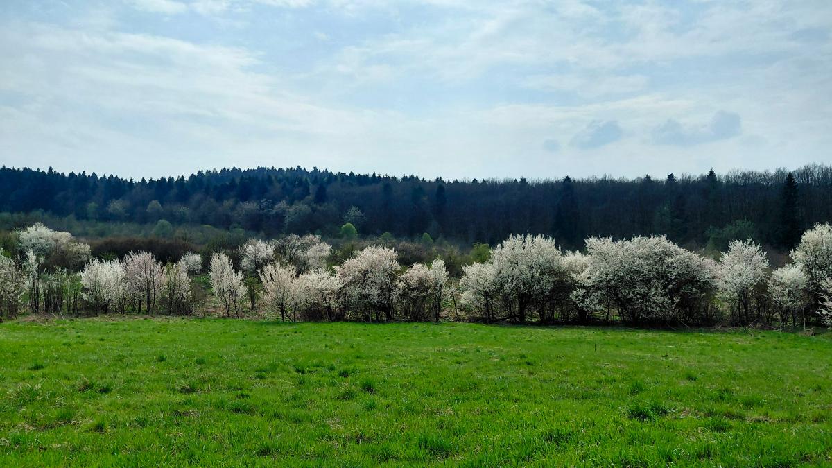 Доброгостов: расслабляющий поход к живописному озеру из Трускавца