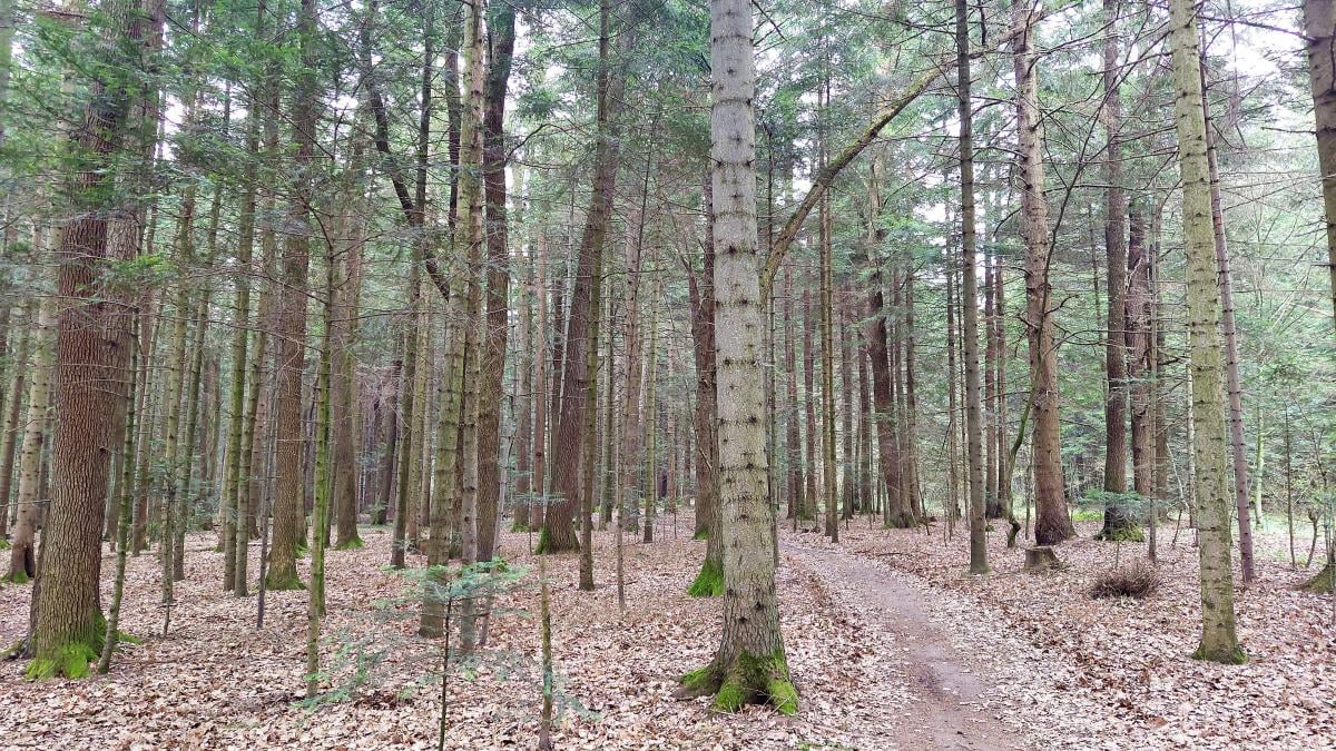 Доброгостов: расслабляющий поход к живописному озеру из Трускавца