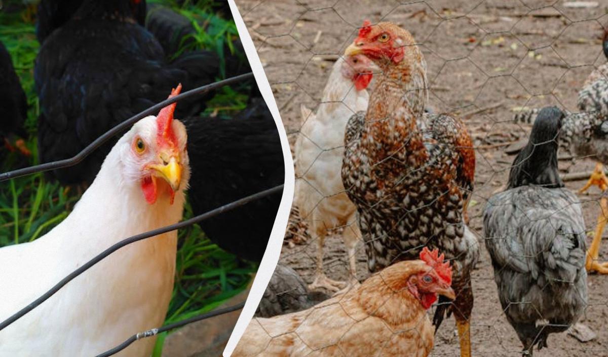 як позбутися курячих вошей народними засобами