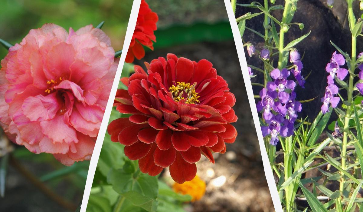 Ці квіти будуть цвісти все літо: що посадити навесні