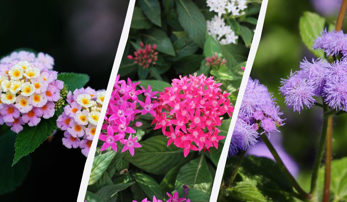 Ці квіти будуть цвісти все літо: що посадити навесні