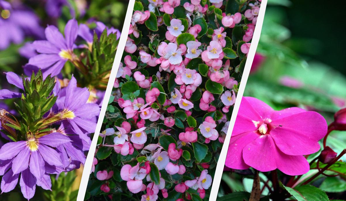 Ці квіти будуть цвісти все літо: що посадити навесні