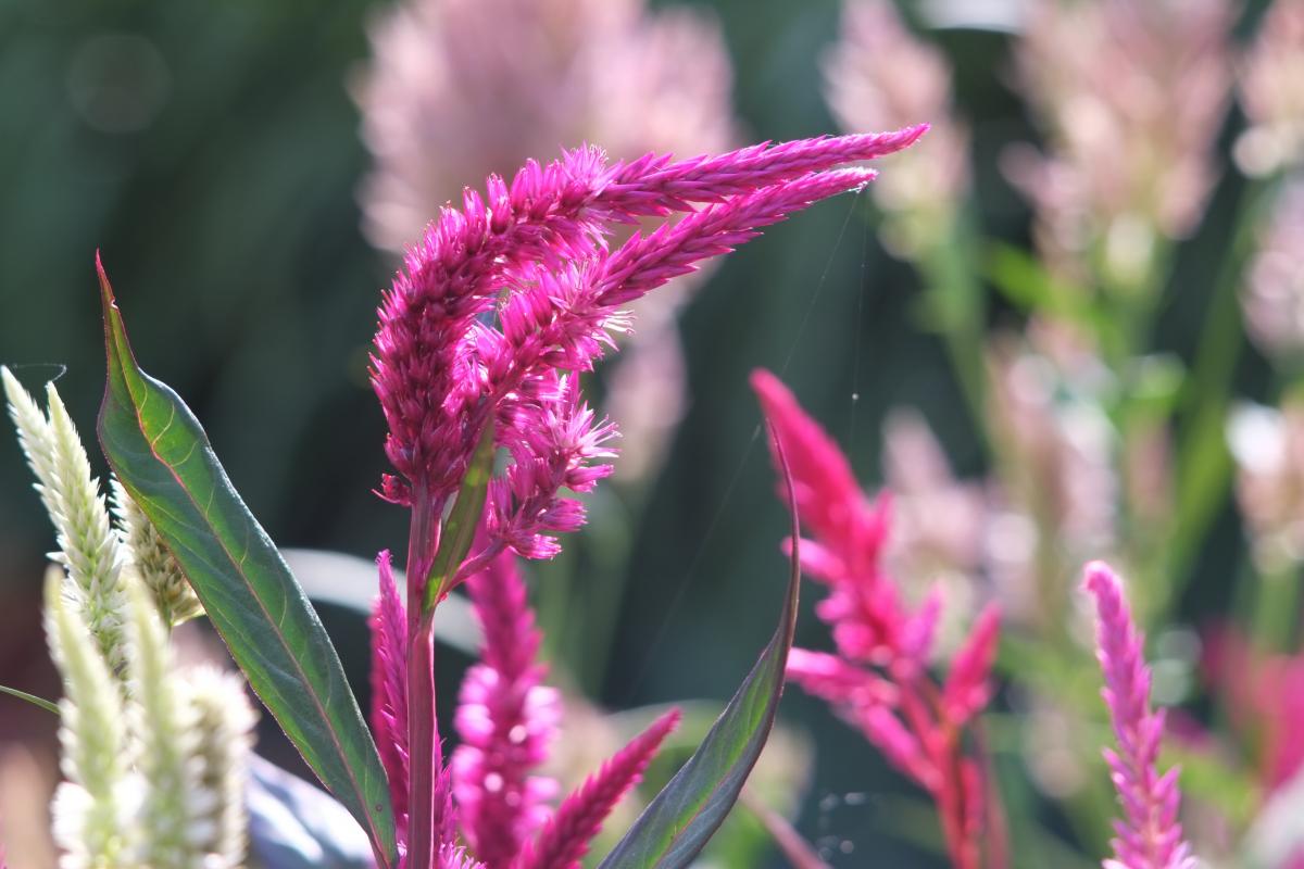 Ці квіти будуть цвісти все літо: що посадити навесні