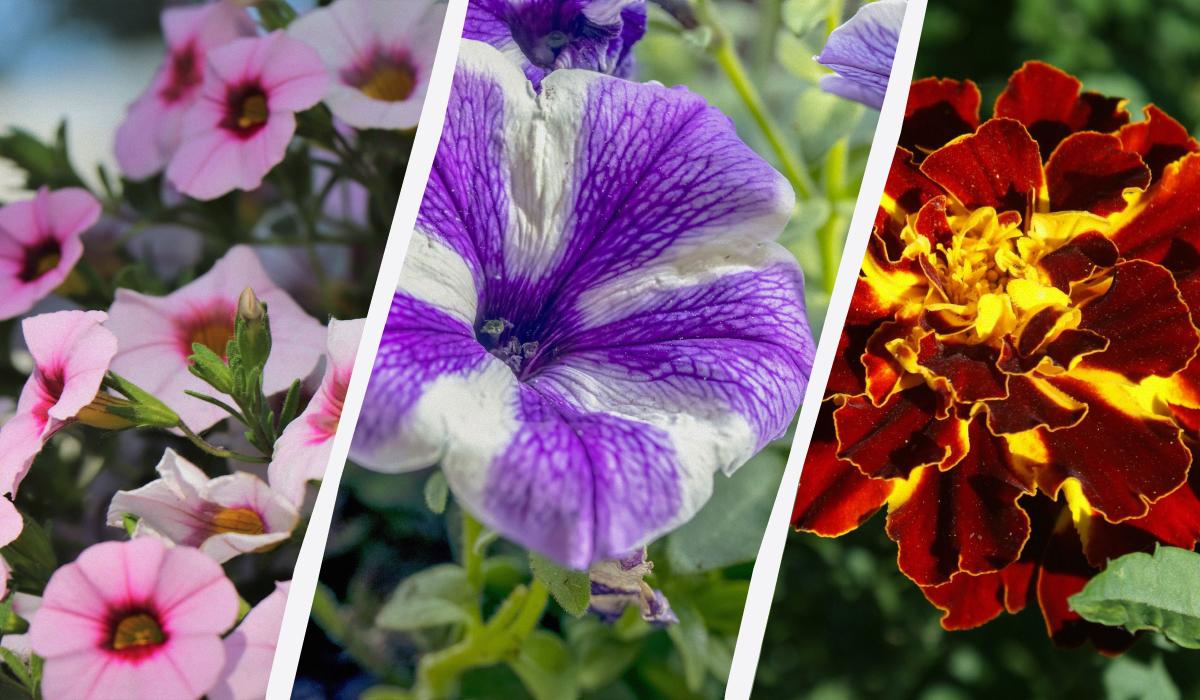 Ці квіти будуть цвісти все літо: що посадити навесні