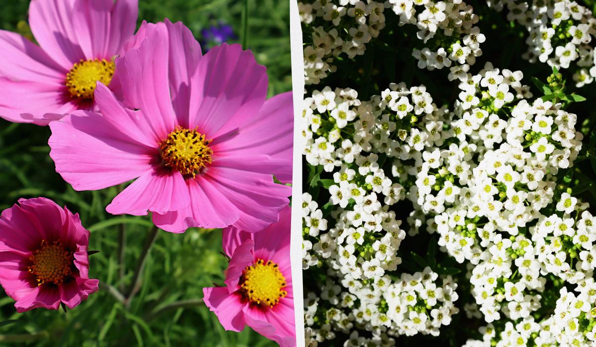 Ці квіти будуть цвісти все літо: що посадити навесні