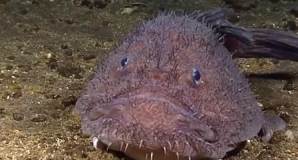 Одна з найстрашніших риб океану еволюціонувала несподіваним чином, – вчені