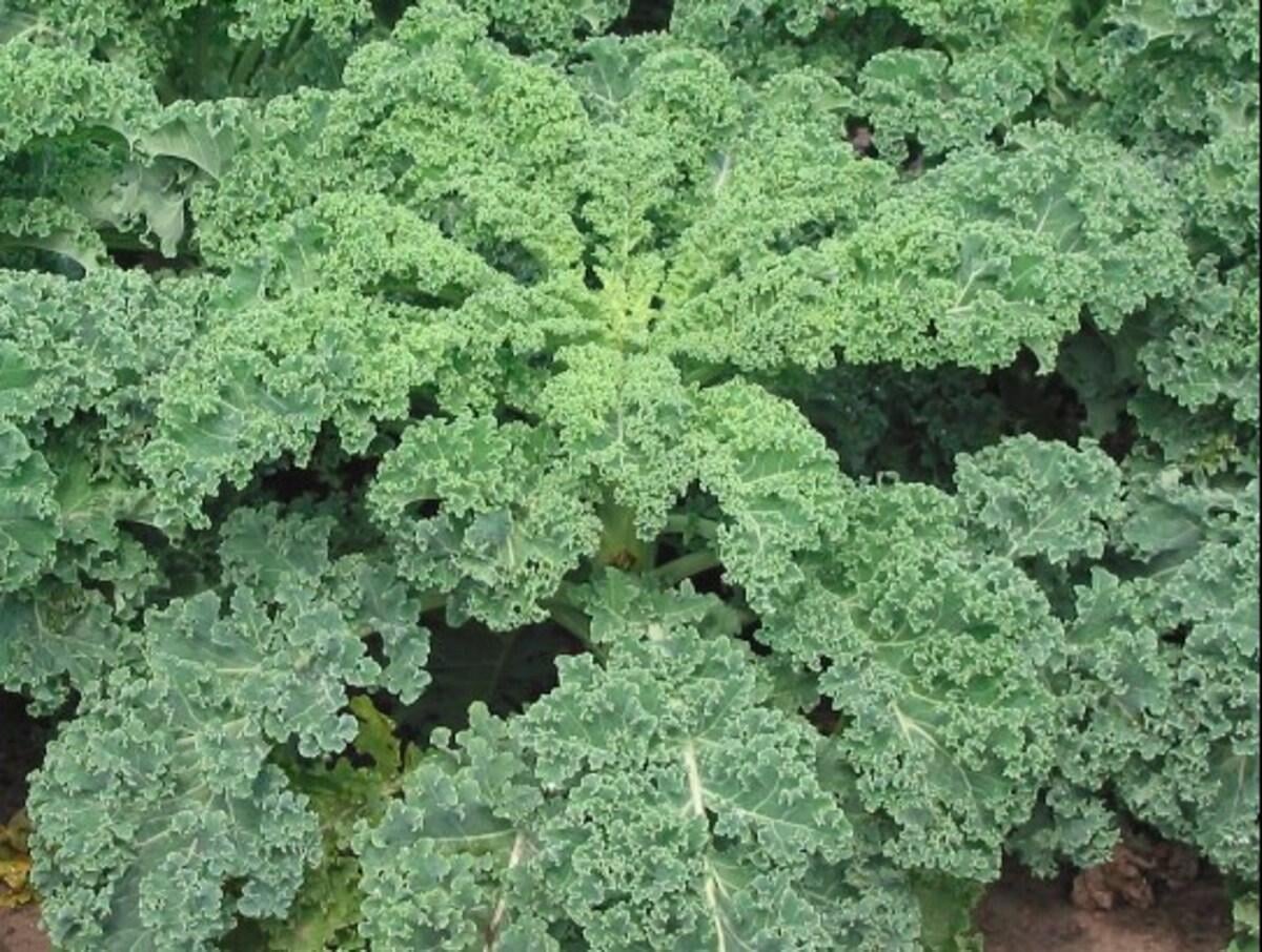 Цей овоч рятував японців від голоду під час війни: тепер його вважають суперпродуктом