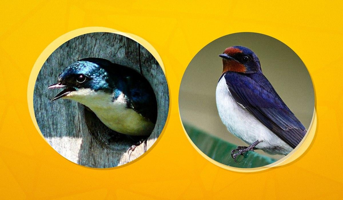 Куди в Україні поділися ластівки і чому не можна руйнувати їхні гнізда: пояснення орнітолога