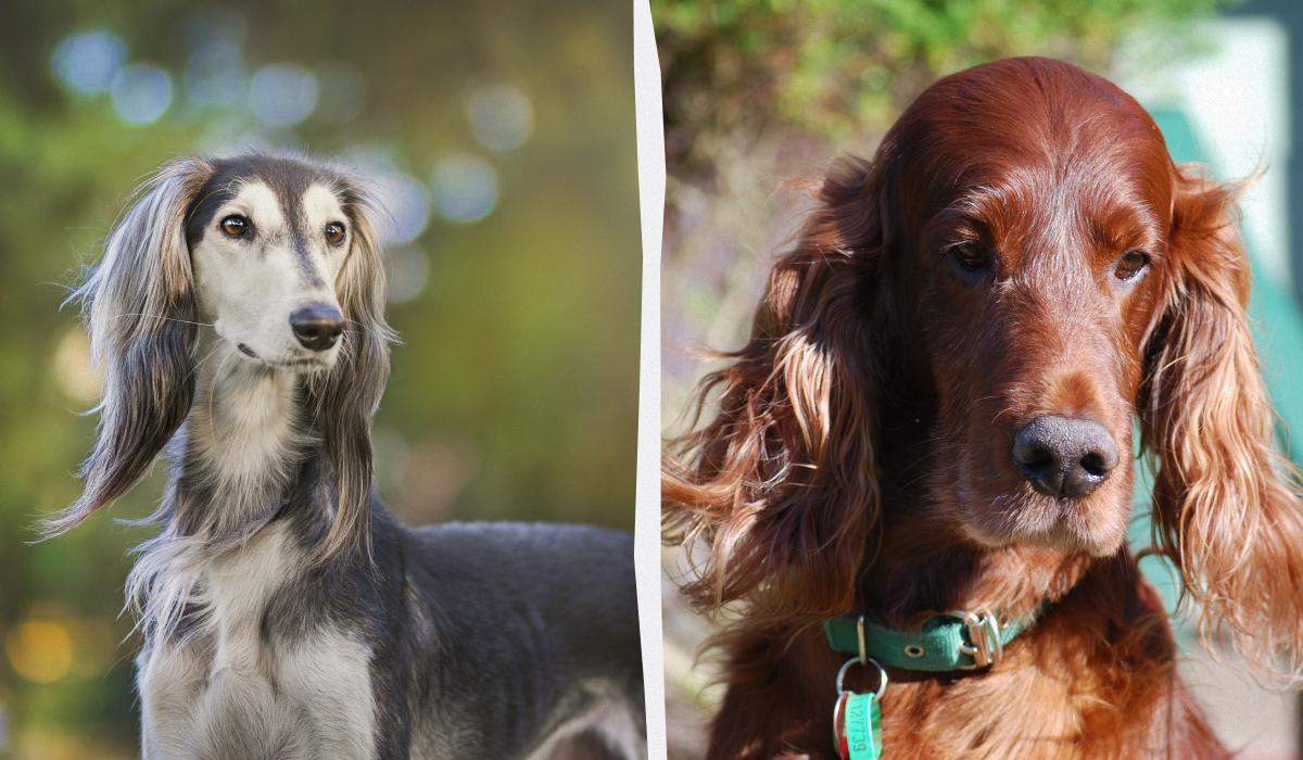 Названо породи собак, які живуть до 20 років: список довгожителів