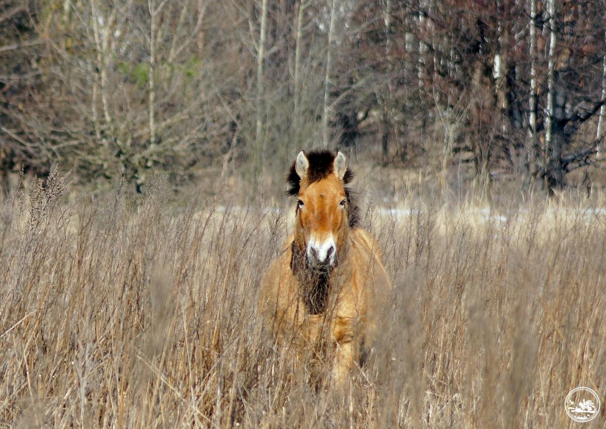 Коні Пржевальського та вовки: як природа повертається до Чорнобиля навіть в умовах радіації